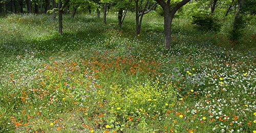 花の季節 花の季節