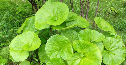 新緑の季節 新緑の季節