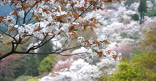 山桜 山桜
